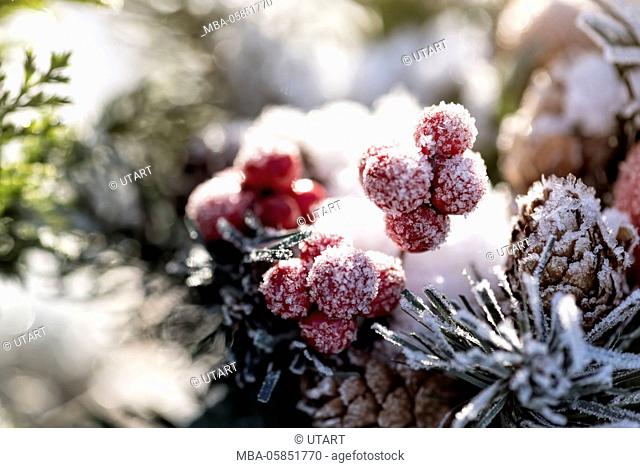Wintry scene, red berries and plugs covered with hoarfrost, back light