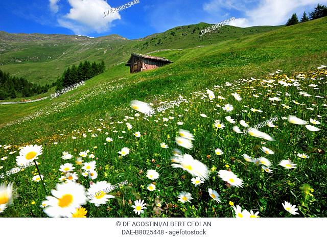 Flowering meadows in Pennes, with a farmhouse in the background, Sarntal Valley, Trentino-Alto Adige, Italy