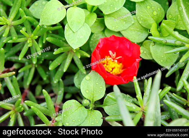 Red portulaca flowers background in the garden 20532