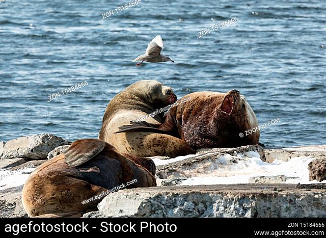 Nature of Kamchatka Peninsula: rookery Northern Sea Lion or Steller Sea Lion (Eumetopias Jubatus). Pacific Ocean, Russia, Kamchatka Rewgion, Avacha Bay