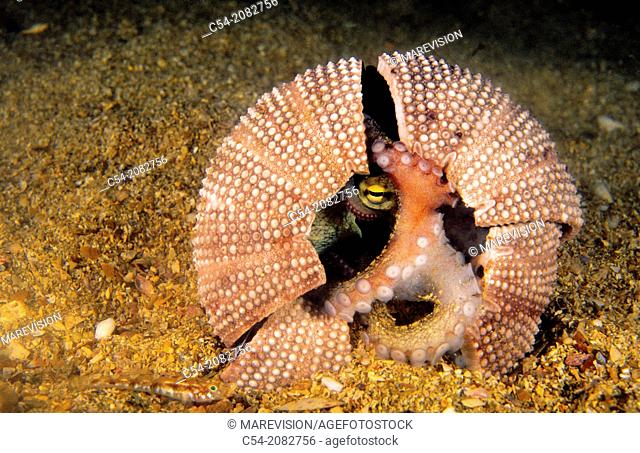 Protecting Octopus in a dead sea urchin. Octopus (Octopus vulgaris). Eastern Atlantic. Galicia. Spain