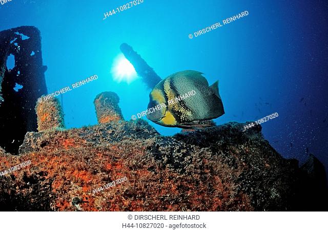 Cortez angelfish, ship wreck, Mexico, Central America, America, Sea of Cortez, Baja California, La Paz, animal, animal