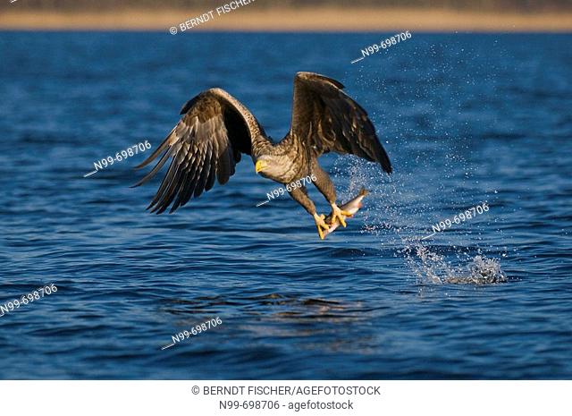 White-tailed Eagle (Haliaeetus albicilla), in flight, capture of prey, fishing, lake of Feldberg. Mecklenburg-Western Pomerania