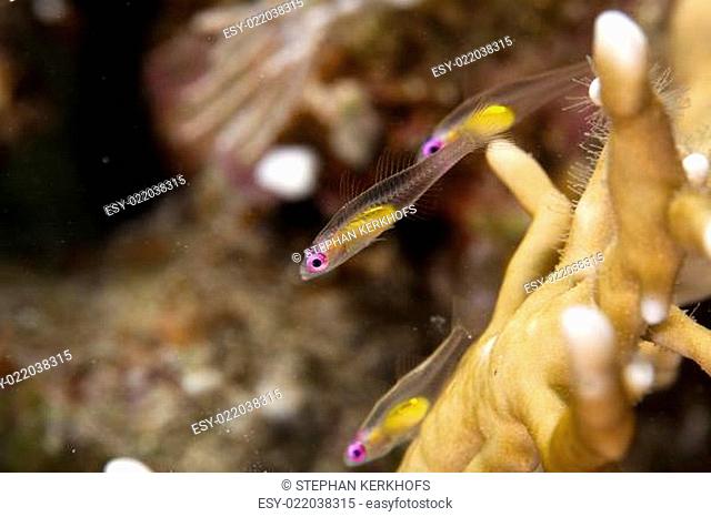Redeye goby (bryaninops natans) in the Red Sea