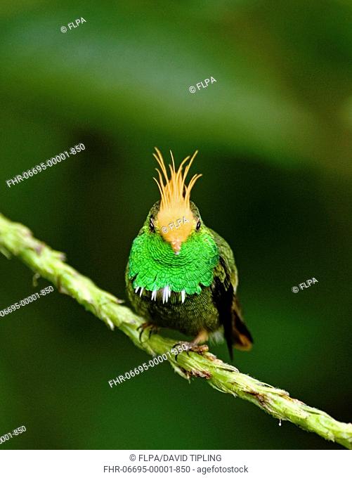 Rufous-crested Coquette Lophornis delattrei lessoni adult male, perched on stem, El Valle, Panama