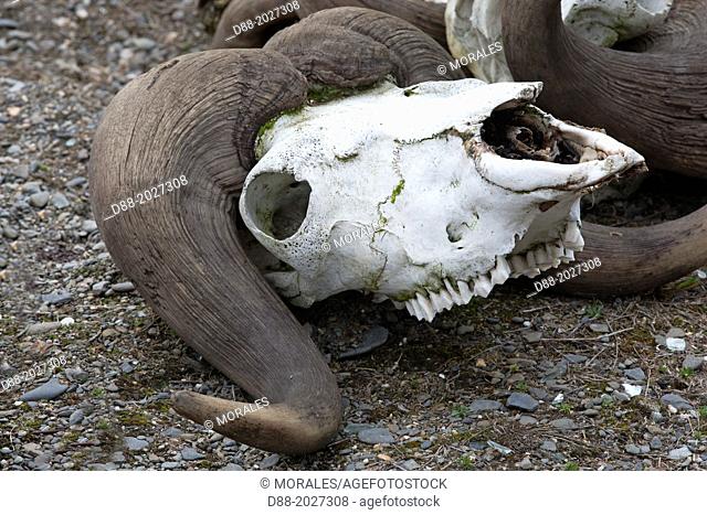 Russia , Chukotka autonomous district , Wrangel island , Doubtful village , skull of a muskox ( Ovibos moschatus ) in a enclosure