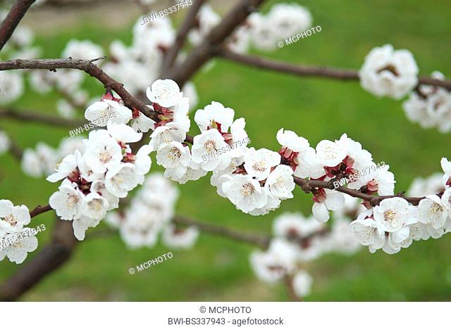 apricot tree (Prunus armeniaca 'Goldrich', Prunus armeniaca Goldrich), cultivar Goldrich