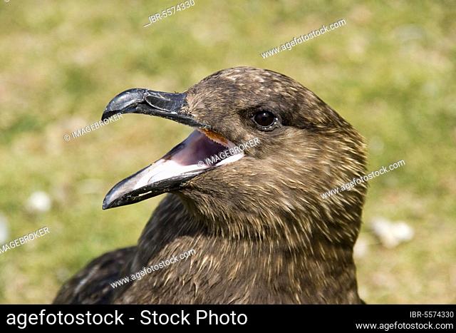 Stercorarius antarctica, brown skuas (Catharacta antarctica), Brown skua, Brown skuas, Skua, Skuas, Gulls, Animals, Birds, Antarctis skua, close up of head