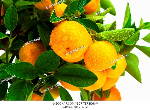 ripe fruit on the tree, tangerine