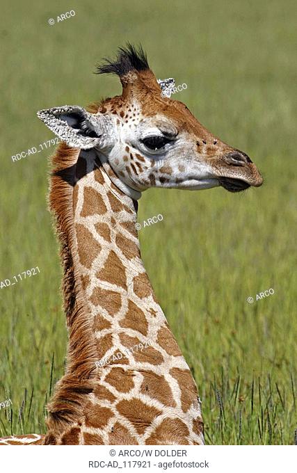 Young Rothschild's Giraffe Lake Nakuru national park Kenya Giraffa camelopardalis rothschildi