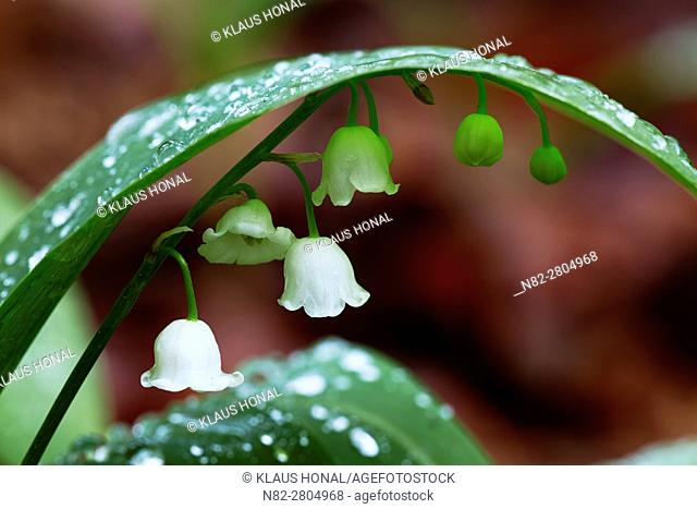 Lily of the Valley (Convallaria majalis) blooming in deciduous forest after violent rain - Bavaria/Germany