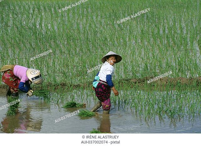 China - Yunnan - Xishuangbanna - Menghai Route - Rice fields