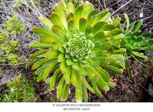Spiral shaped arranged green leaves, aeonium haworthii, El Teide National Park, Tenerife, Canary Islands, Spain