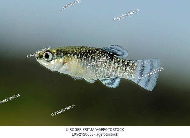 Male of Aphanius iberus, a mosquito larvivorous fish species presently endangered in the Mediterranean since the introduction of the American mosquitofish...