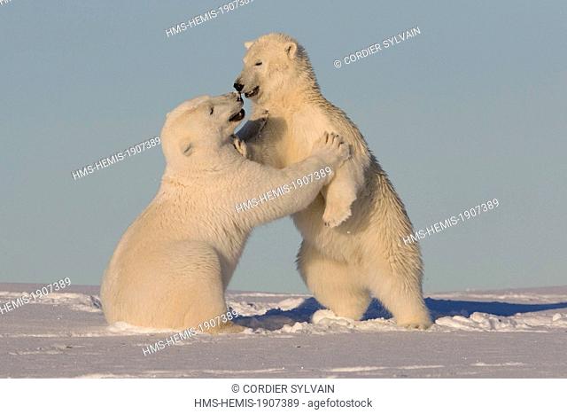 United States, Alaska, Arctic National Wildlife Refuge, Kaktovik, Polar Bear (Ursus maritimus), youngs playing together