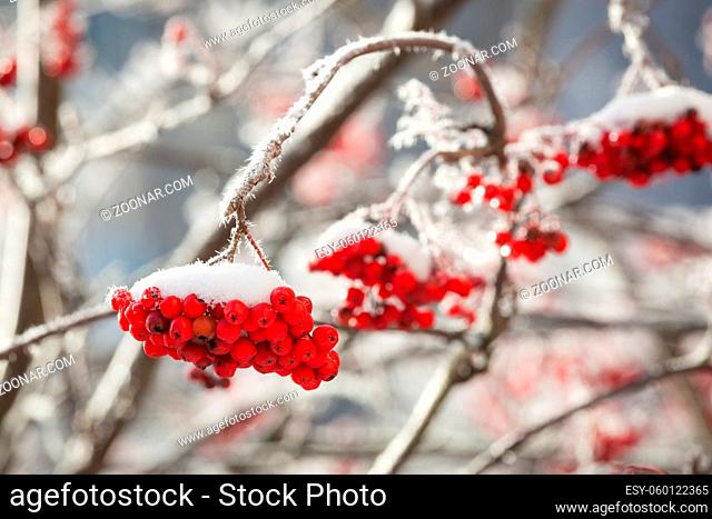Rowan berries covered in snow at winter