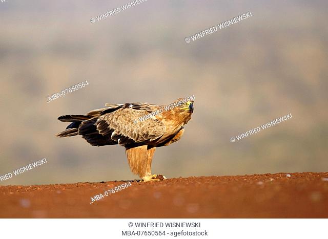 Tawny eagle in the floor, Kwazulu-Natal, South Africa