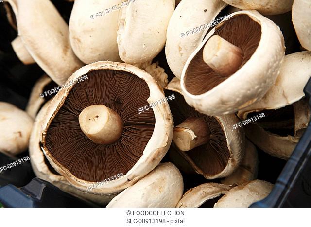 Portobella Mushrooms in a Crate at Farmer's Market, Bantry Ireland