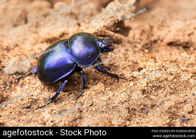 25 July 2023, Brandenburg, Doeberitzer Heide: 25.07.2023, Doeberitzer Heide. A dung beetle (Geotrupidae) walks over the sandy ground in Doeberitz Heath