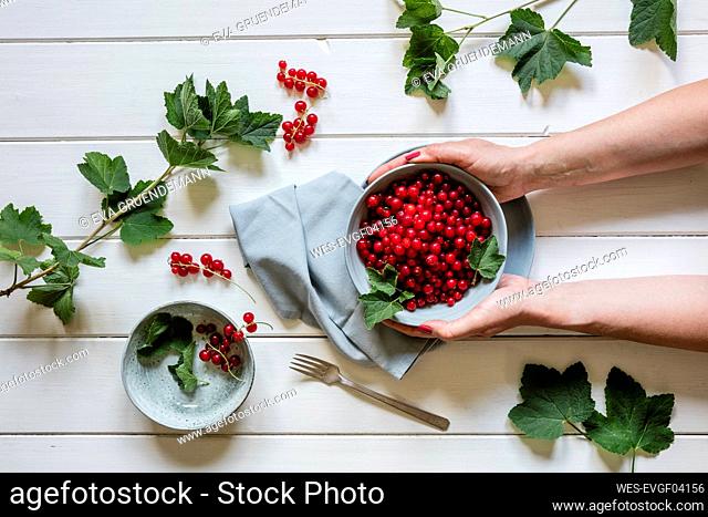 Hands of woman holding bowl of fresh red currants