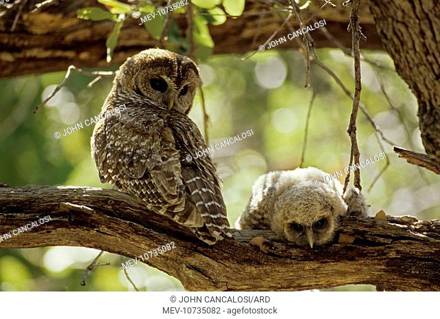 Spotted Owl with Young (Strix occidentalis)