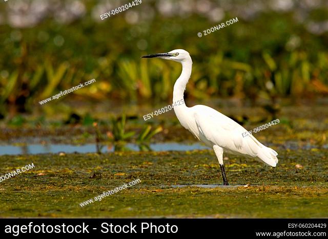 The little egret, egretta garzetta, standing in a shallow water with green vegetation floating on a surface in wetland. White heron in a swamp of Danube delta