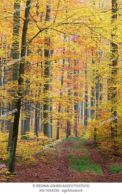 Beech Woodland Fagus sylvaticus, in autumn colour, Lower Saxony, Germany Hessen, Germany