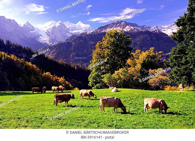 Grazing cows on a small mountain pasture at Hasliberg, behind Rosenlaui Glacierwith Dossen Lauteraarhorn, Rosenhorn, Schreckhorn, Wetterhorn, Meiringen