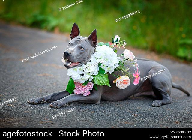 beautiful young thai ridgeback dog in flower wreath around neck. summer season. outdoor shot. natural light. copy space