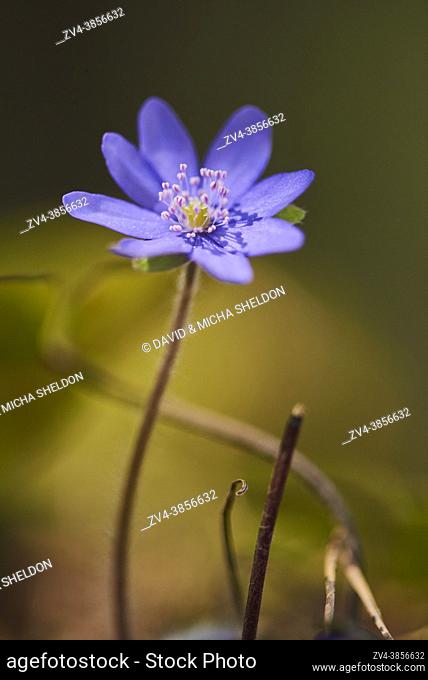 Common hepatica (Anemone hepatica) flowering in a forest, Upper Palatinate, Bavaria, Germany, Europe
