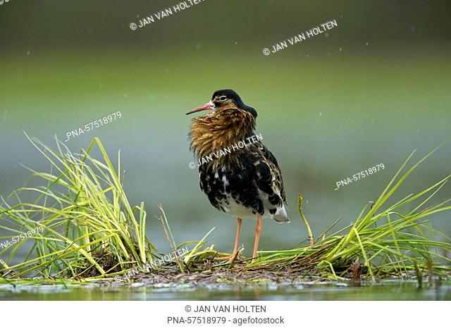 Ruff (Philomachus pugnax), Snipes (Scolopacidae), Shorebirds (Charadriiformes), Meadow birds, Birds (Aves), fauna - Biebrza National Park
