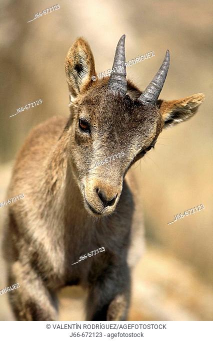 Spanish Ibex (Capra pyrenaica),  Ares del Maestrat. Spain