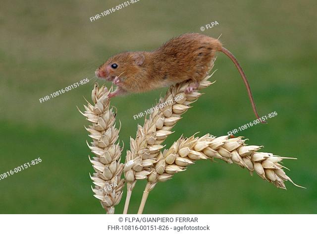 Harvest Mouse Micromys minutus adult, climbing on ripe wheat ear, Leicestershire, England, june controlled