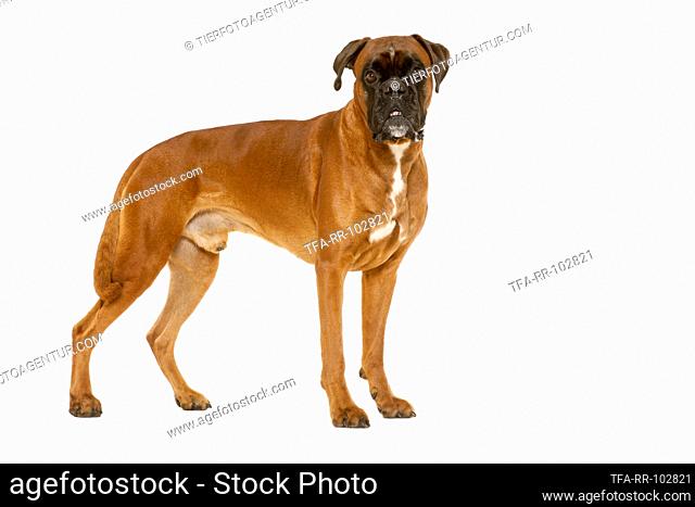 German Boxer in front of white background