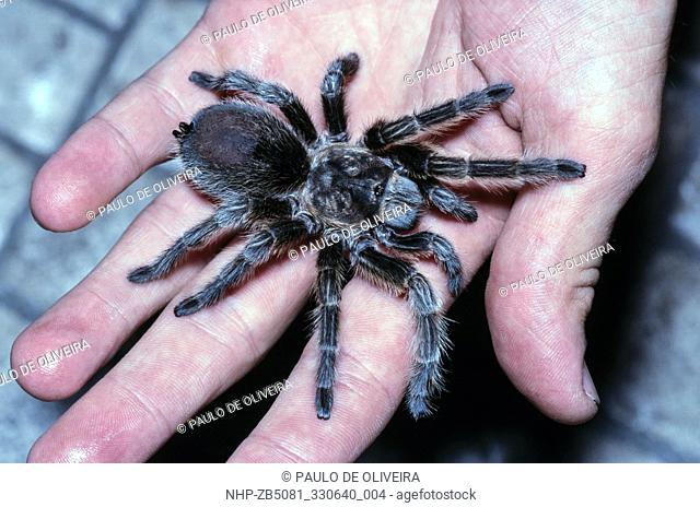 Chilean tarantula, Grammostola porteri, on top of a human hand. It is one of the species of tarantulas best known and marketed because of its large size and...