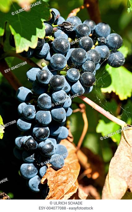 Ripe grapes right before harvest in the summer sun