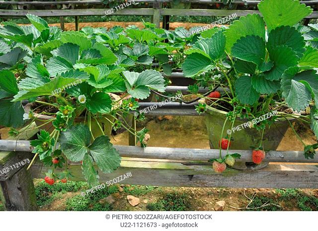 Cameron Highlands (Malaysia): strawberries plants in a greenhouse