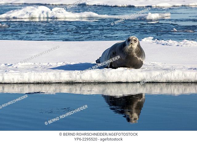 Bearded Seal (Erignathus barbatus) lying on ice floe, Hinlopenstretet, Spitsbergen, Svalbard