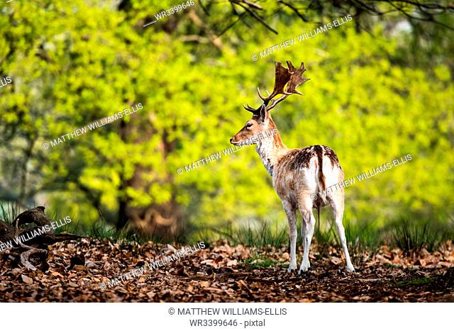 Roe Deer in Richmond Park, London, England, United Kingdom, Europe