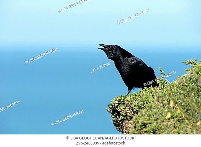 Raven-Corvus corax perches on clifftop, calling. Spring. Uk