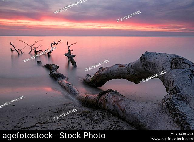 Evening mood on the west beach, water washes around a fallen tree, Baltic Sea, Germany, Mecklenburg-Western Pomerania, peninsula Fischland-Darß-Zingst