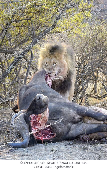 Male Lion (Panthera leo) at a Cape buffalo (Syncerus caffer caffer) kill, Mountain zebra national park, South Africa