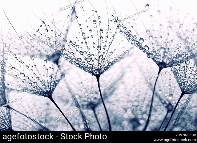Abstract macro photo of dandelion seeds with water drops