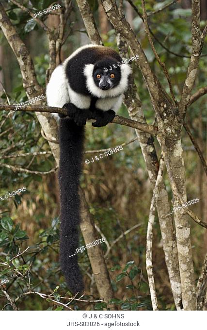 Black and White Ruffed Lemur, Lemur variegatus variegatus, lemurs, animal, animals, mammal, mammals, primate, primates, Nature, outdoor, outdoors, wild