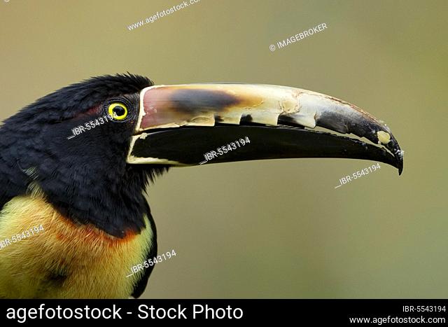 Collared aracari (Pteroglossus torquatus) adult, close-up of head and beak, Costa Rica, Marsh, Central America