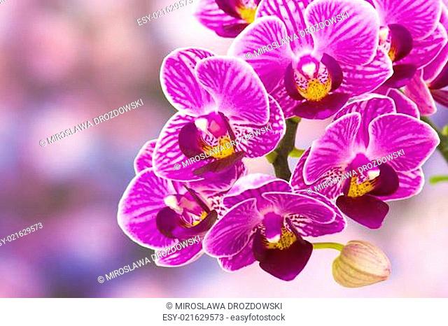 Beautiful pink orchid - phalaenopsis
