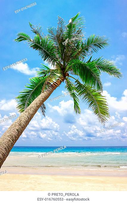 Tropical white sand beach with palm tree. Koh Kood, Thailand