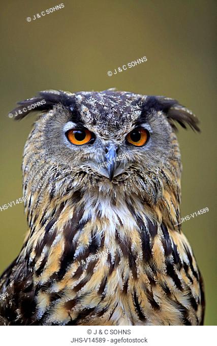 Eurasian Eagle Owl, (Bubo bubo), adult alert portrait, Rimavska Sobota, Slovak Republic, Europe