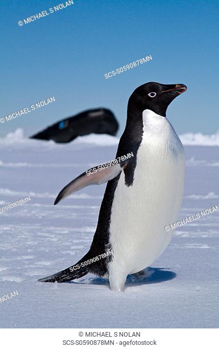 AdÇlie penguin Pygoscelis adeliae near the Antarctic Peninsula, Antarctica MORE INFO The AdÇlie Penguin is a type of penguin common along the entire Antarctic...