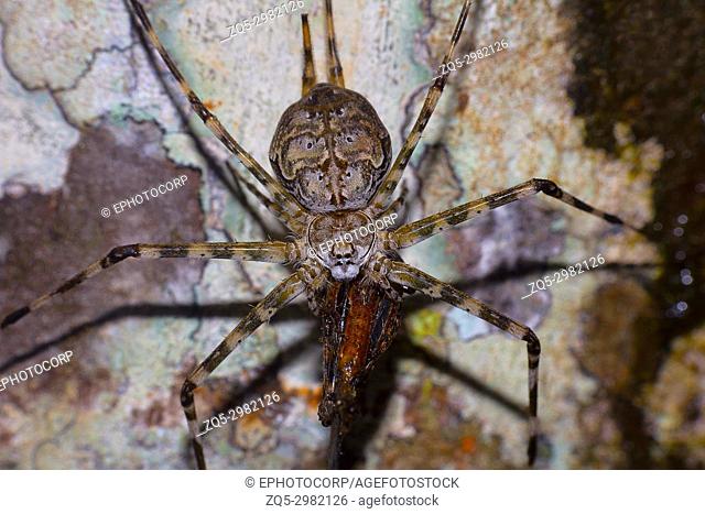 Two tailed spider, Hersilia savignyi with kill, Agumbe, Karnataka, India